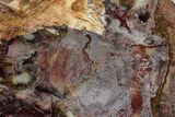 Beautiful Petrified Wood (Araucaria) Slab - Madagascar #344693-1